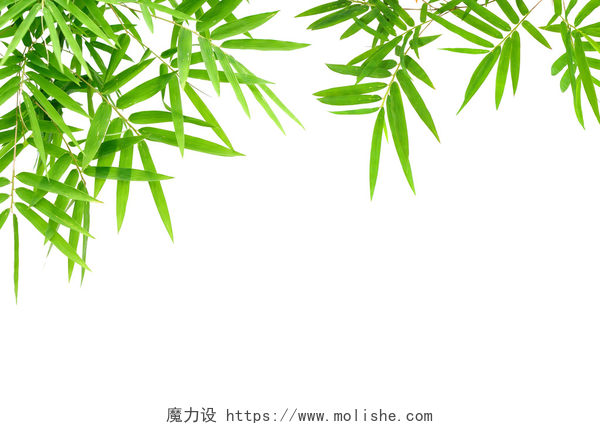 白色背景上的绿色竹叶竹叶